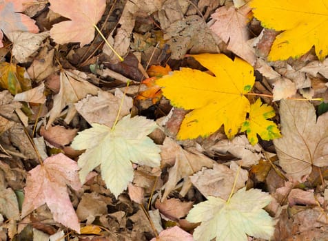 Dry maple leaves of yellow and brown color on an autumn day close-up view from above