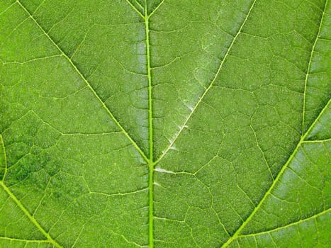 Macro texture of a green tree leaf close-up. Texture or background