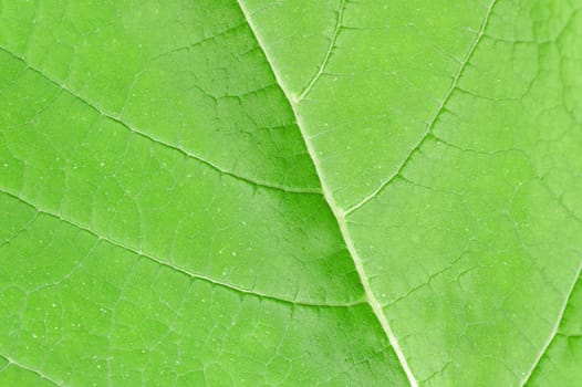 Background image of a green woody leaf with its veins and natural texture