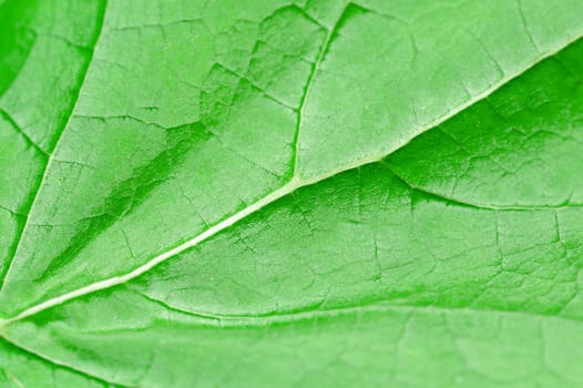 Macrophotography of a green woody leaf with texture, top view