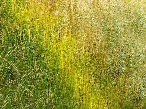 Background image of tall dry grass of yellow-green color on the street during the day