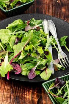 Natural salad of fresh spring greens, herbs and lettuce on a plate. Mixed greens.