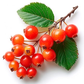 Rowan on a white isolated background AI generated image