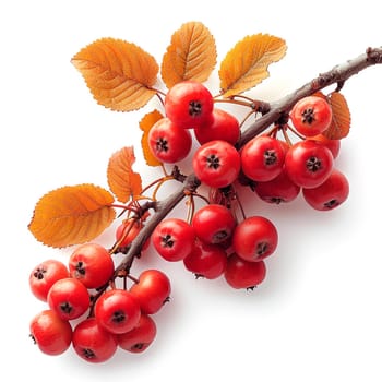Rowan on a white isolated background AI generated image