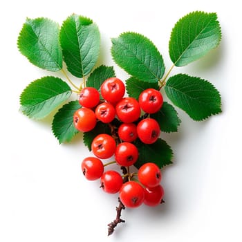 Rowan on a white isolated background AI generated image