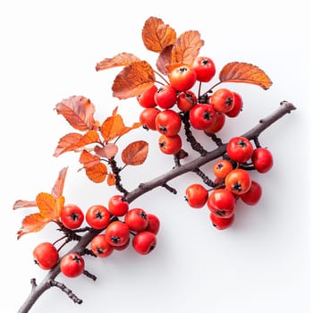 Rowan on a white isolated background AI generated image