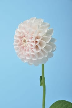 Dahlia pompom on blue background