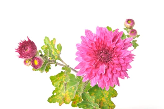 Pink chrysanthemum on a white background