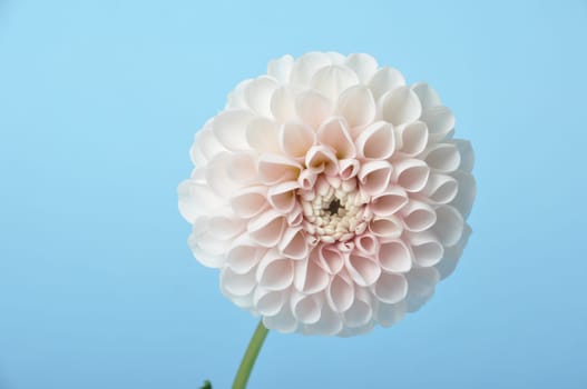 Dahlia pompom on blue background