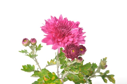 Pink chrysanthemum on a white background
