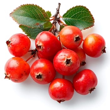 Rowan on a white isolated background AI generated image