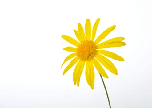 savannah daisies on a white background