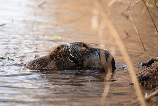 Nutria, coypu herbivorous, semiaquatic rodent member of the family Myocastoridae on the riverbed, baby animals, habintant wetlands, river rat