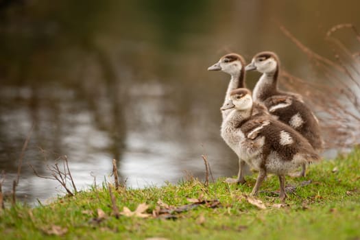 Egyptian goose chick, alopochen aegyptiaca in the spring, animal and water bird