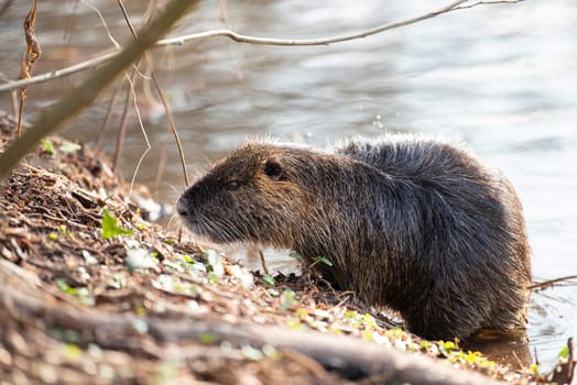 Nutria, coypu herbivorous, semiaquatic rodent member of the family Myocastoridae on the riverbed, baby animals, habintant wetlands, river rat