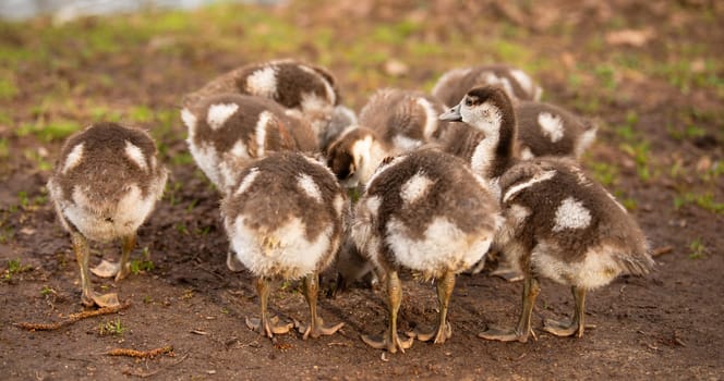 Egyptian goose chick, alopochen aegyptiaca in the spring, animal and water bird