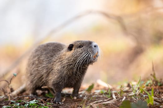 Nutria, coypu herbivorous, semiaquatic rodent member of the family Myocastoridae on the riverbed, baby animals, habintant wetlands, river rat