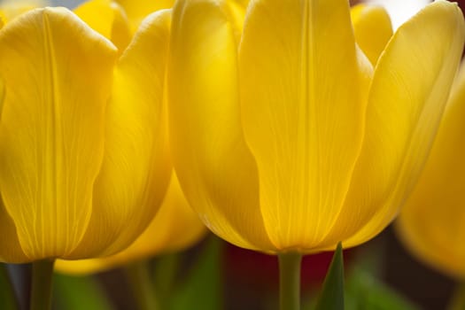 Very unusual image of a yellow tulip.