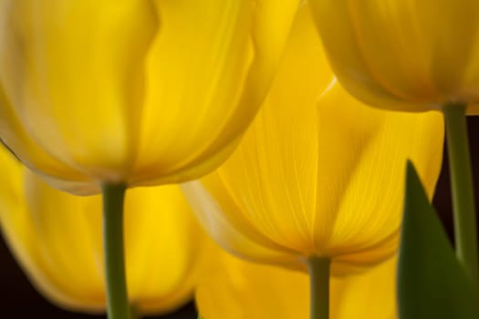 Very unusual image of a yellow tulip.