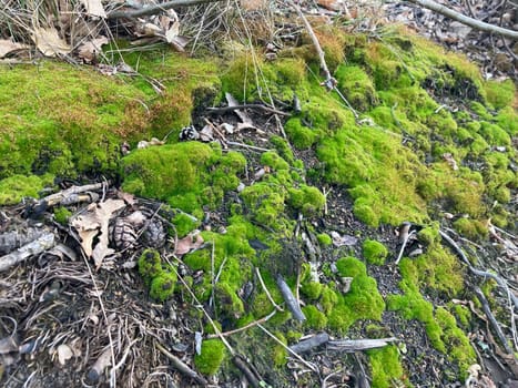 Green moss grew on the ground in a  the forest