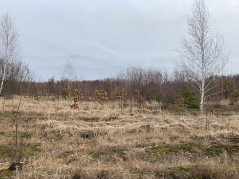 Young forest before the a spring