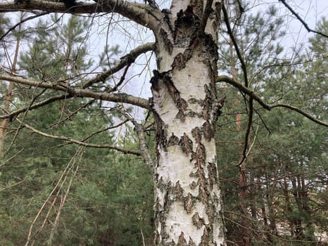 Birch trunk and bark in a the forest