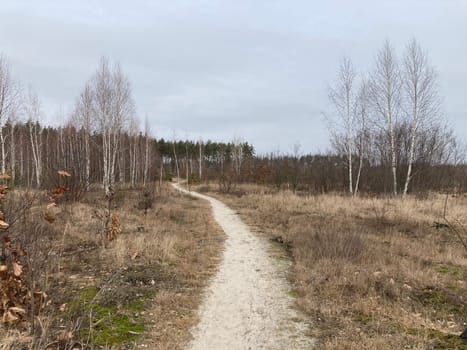 Young forest before the a spring