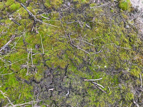 Green moss grew on the ground in a  the forest