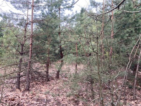 Young forest before the a spring