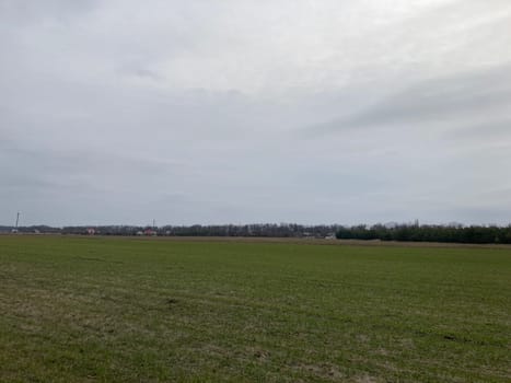 Fields sown with green manure before planting the crops