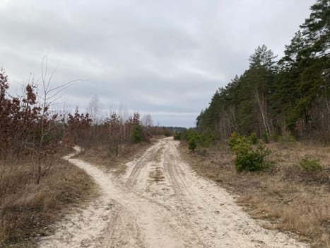 Young forest before the a spring