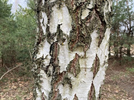 Birch trunk and bark in a the forest