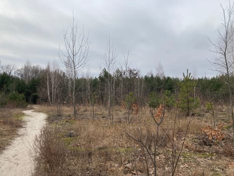 Young forest before the a spring