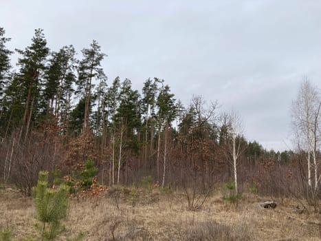 Young forest before the a spring