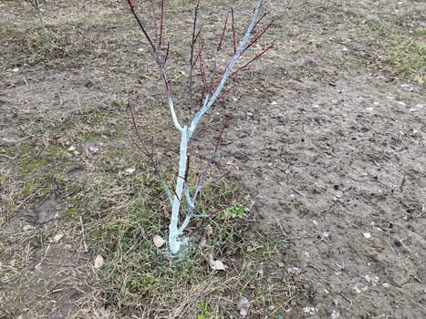 Painting tree trunks with a the protective mixture