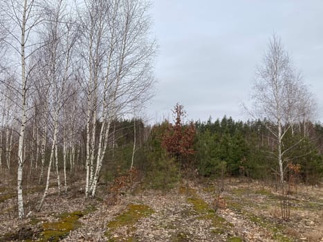 Young forest before the a spring