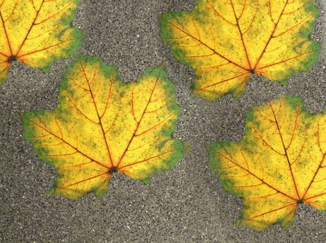 Four maple yellow leaves lie on a gray paved road in close-up view from above