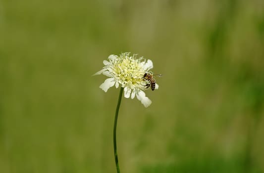 Outside, one bee collects nectar from a yellow round flower