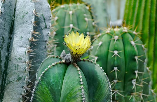 Vertical prickly green cacti of thick and thin shape with a blooming yellow flower close-up