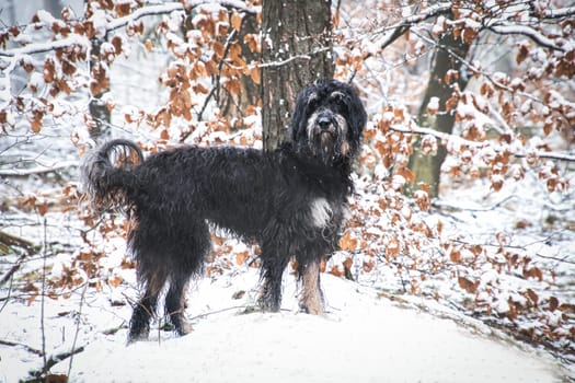 Goldendoodle in the snow. Snowy forest. Black curly fur with light brown markings. Animal photo in nature