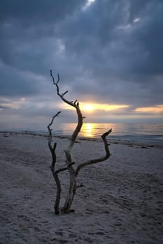 Sunset on the beach of the Baltic Sea. Love tree, shrub in the sand on the west beach. Cloudy sky. Landscape on the coast