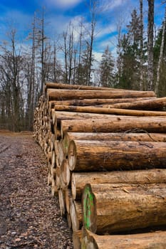 Stacked tree trunks by the side of the road in the forest. Tree material or renewable energy from natural raw materials