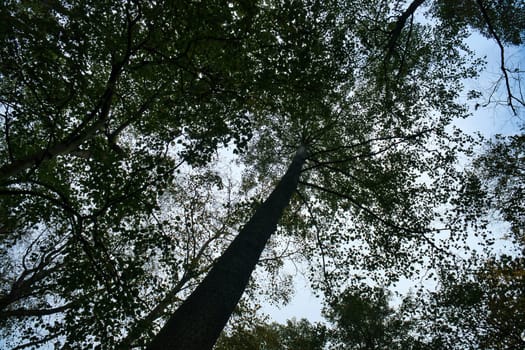 View into the crown of a deciduous tree in the forest. Upwards along the trunk. Nature shot
