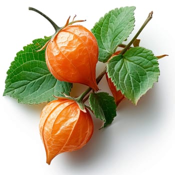Physalis on a white isolated background AI generated image