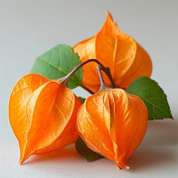 Physalis on a white isolated background AI generated image
