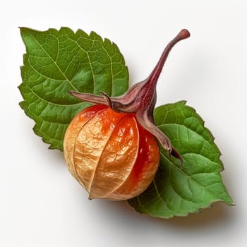 Physalis on a white isolated background AI generated image