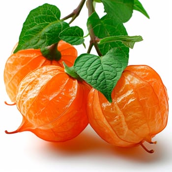 Physalis on a white isolated background AI generated image