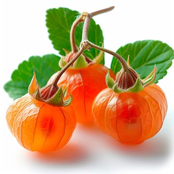 Physalis on a white isolated background AI generated image