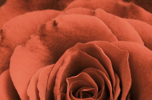 Close-up of the petals of a rose in Peach Fuzz