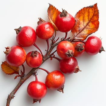 Rosehip on a white isolated background AI generated image